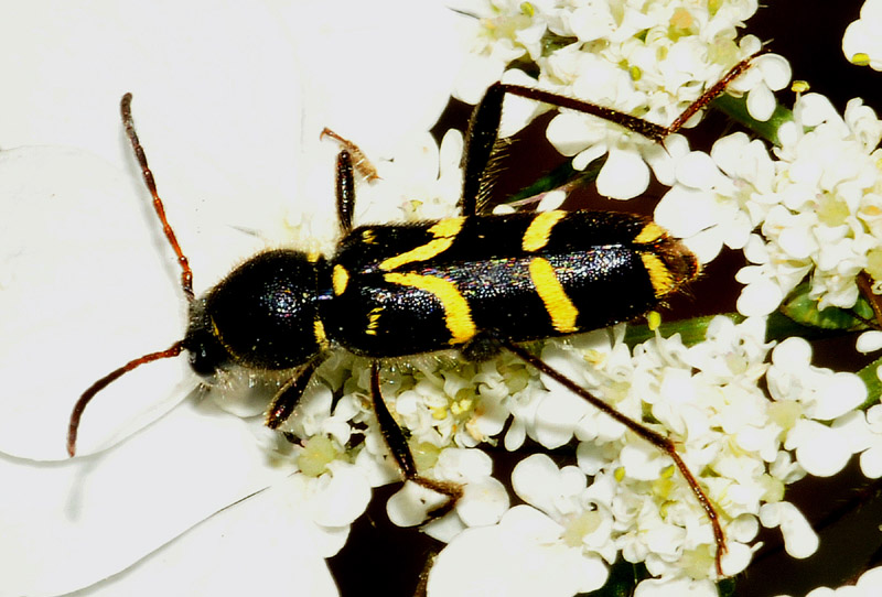 Cerambycidae dalla Grecia 11